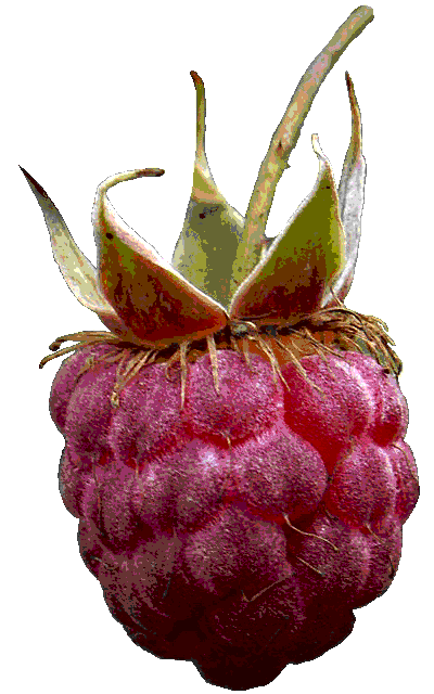 raspberry picture
