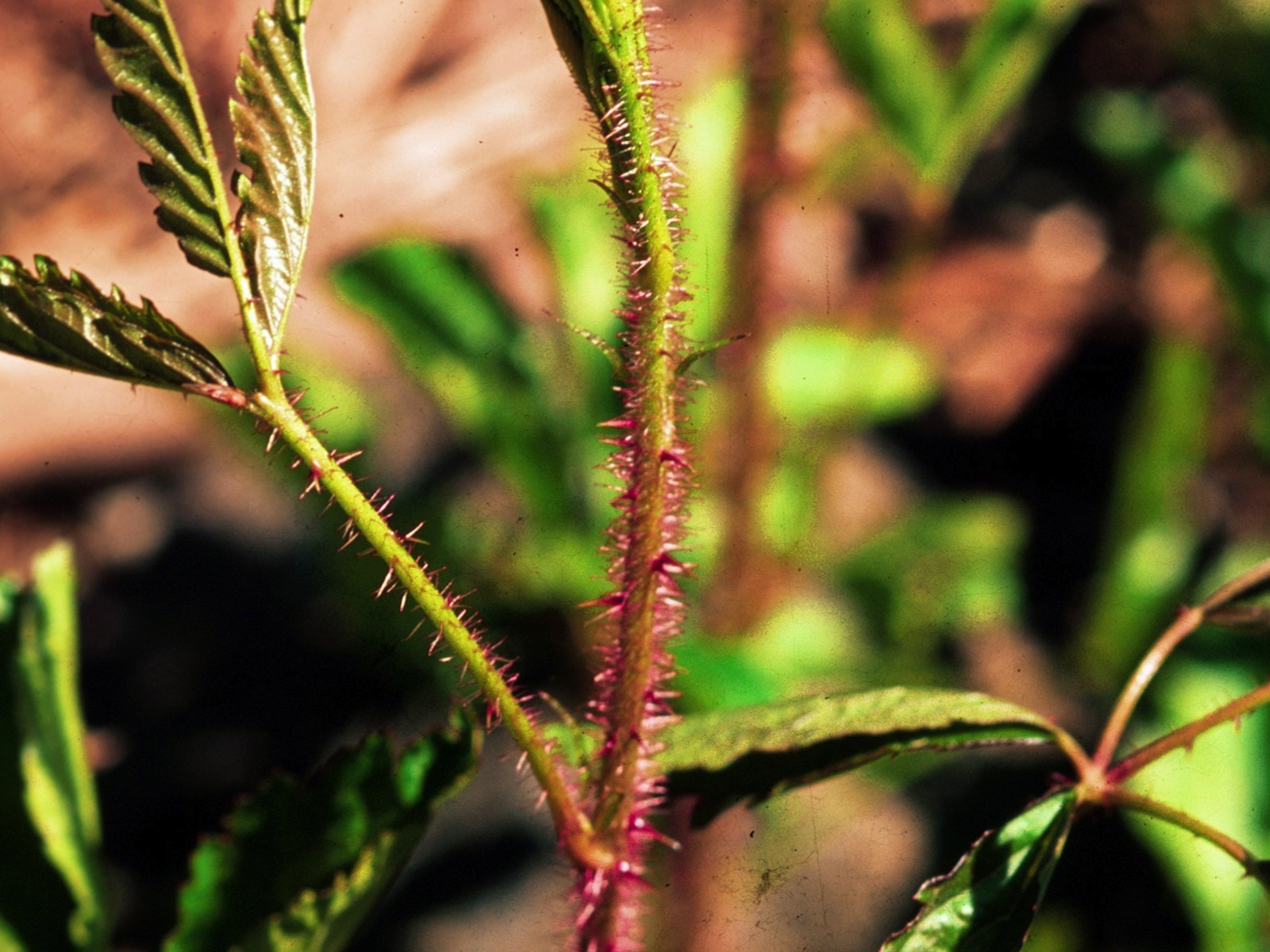 Dangerous plants. Thorny Plant. ГАЗ растения фото. Cordilyna Plants.