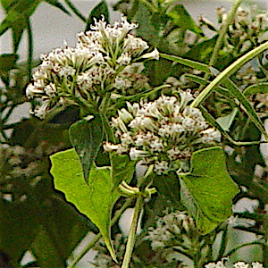 Mikania scandens - Climbing Hempvine