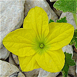Cucumis melo - Muskmelon