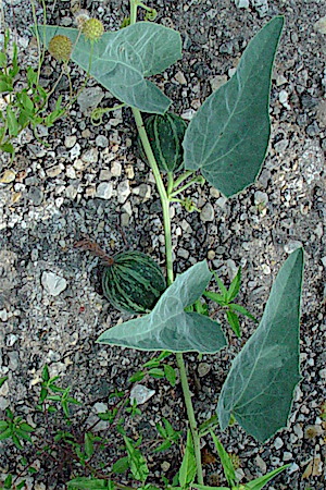 Cucurbita foetidissima - Stinking Gourd