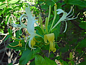 Lonicera japonica - Japanese Honeysuckle