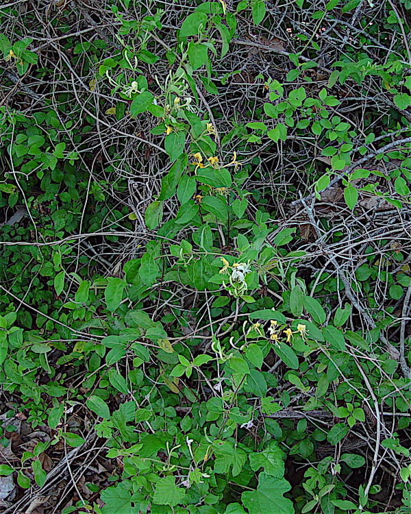 Lonicera sempervirens - Japanese Honeysuckle