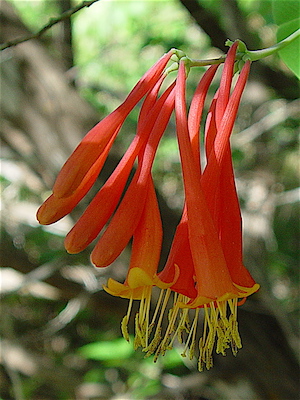 Lonicera sempervirens - Coral Honeysuckle, Trumpet Honeysuckle