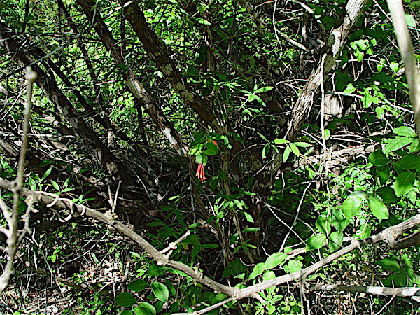 Lonicera sempervirens - Coral Honeysuckle, Trumpet Honeysuckle