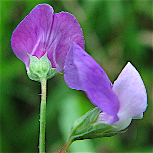Lathyrus hirsutus - Rough Pea