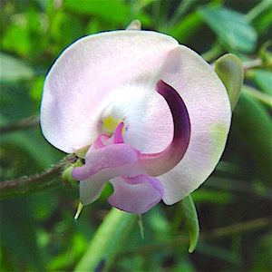 Strophostyles helvola - Amberique-bean