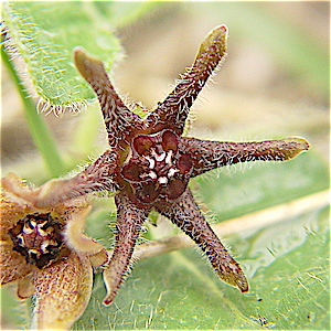 Gonolobus biflorus - Purple Milkweed Vine