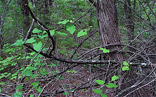 Image courtesy of C. Newsom