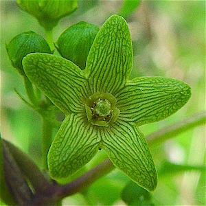 Gonolobus reticulatus - Pearl Milkvine