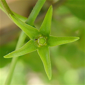 Gonolobus suberosus var. granulatis - Anglefruit Milkvine
