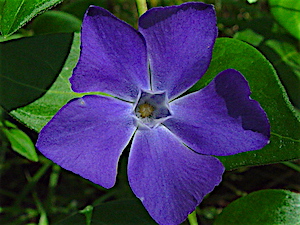 Vinca major - Bigleaf Periwinkle