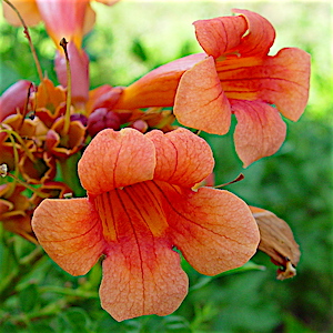 Campsis radicans - Trumpet Vine