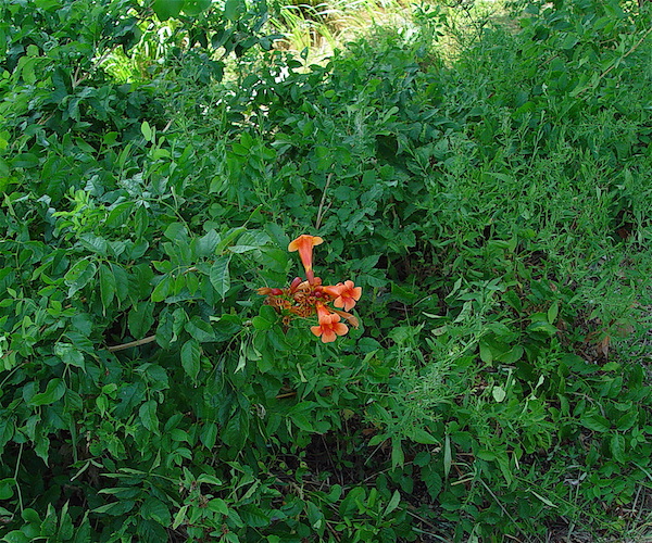 Campsis_radicans_photo courtesy of C. Newsom