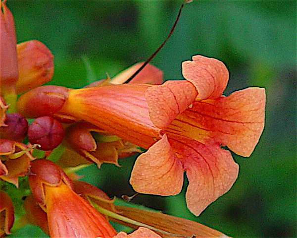 Campsis_radicans_photo courtesy of C. Newsom