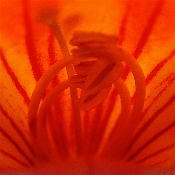 Campsis_radicans_photo courtesy of C. Newsom