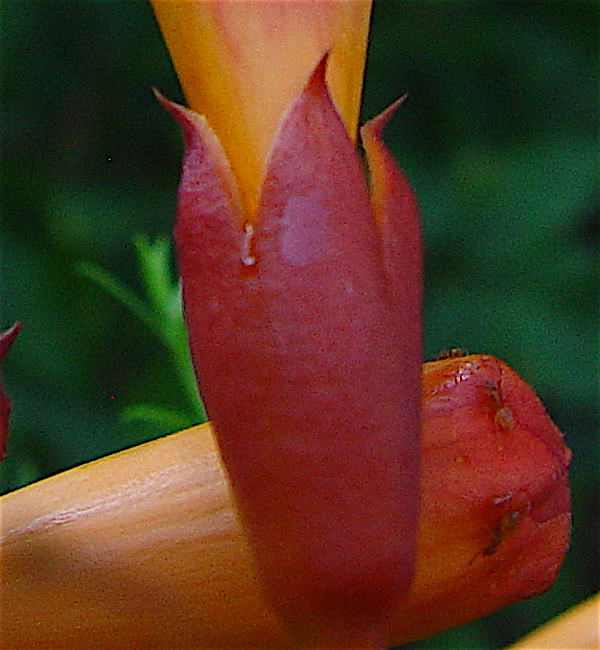 Campsis_radicans_photo courtesy of C. Newsom