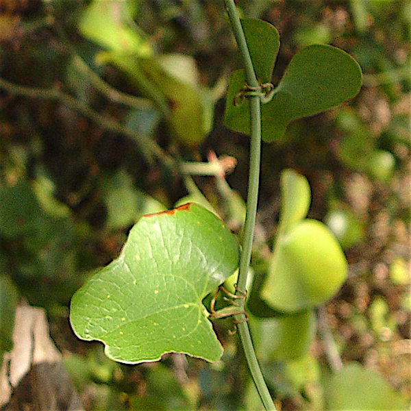 Catbrier - Smilax bona-nox