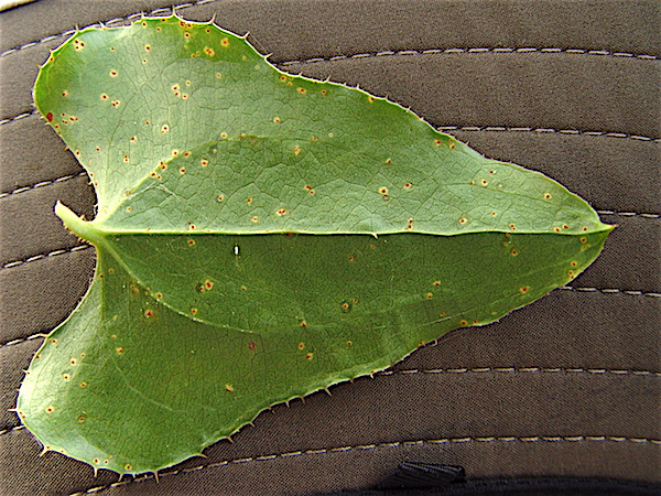 Catbrier - Smilax bona-nox