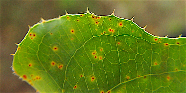 Catbrier - Smilax bona-nox