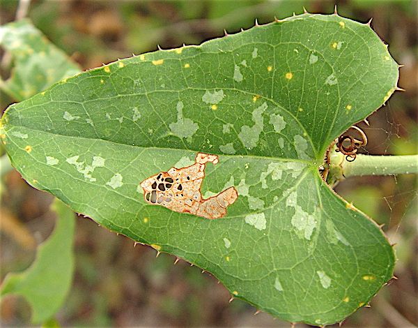 Catbrier - Smilax bona-nox