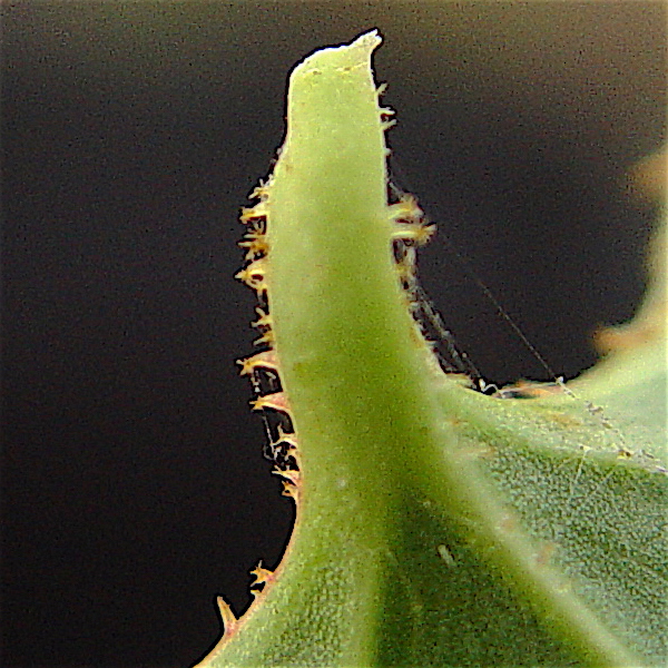 Catbrier - Smilax bona-nox