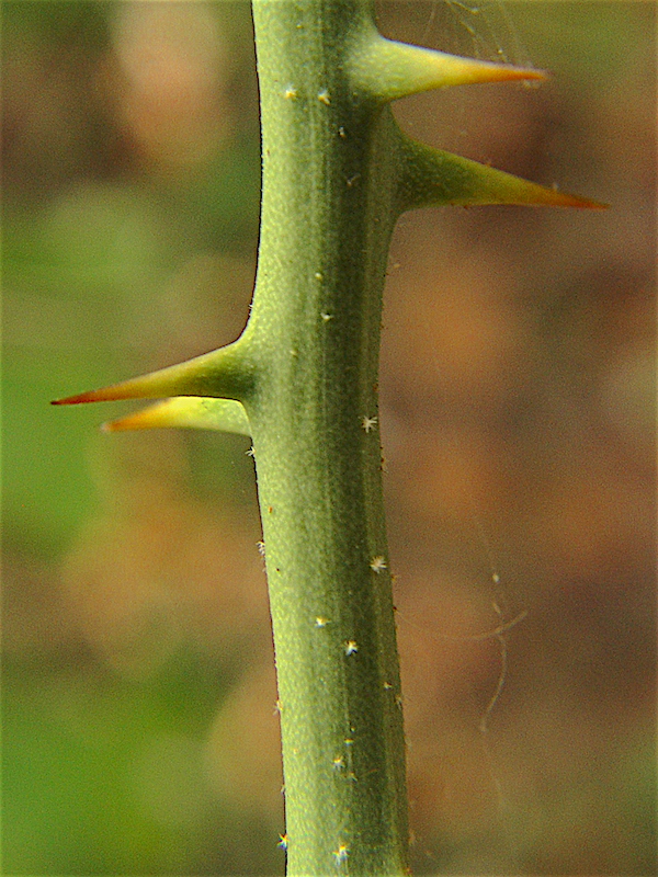 Catbrier - Smilax bona-nox
