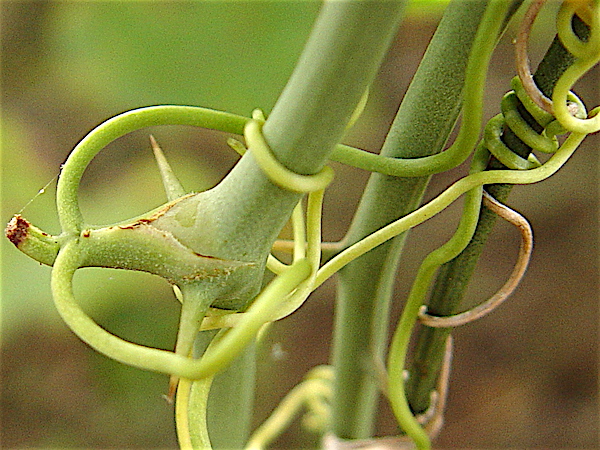 Catbrier - Smilax bona-nox