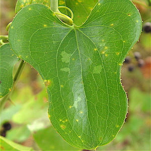 Smilax bona-nox - Catbrier
