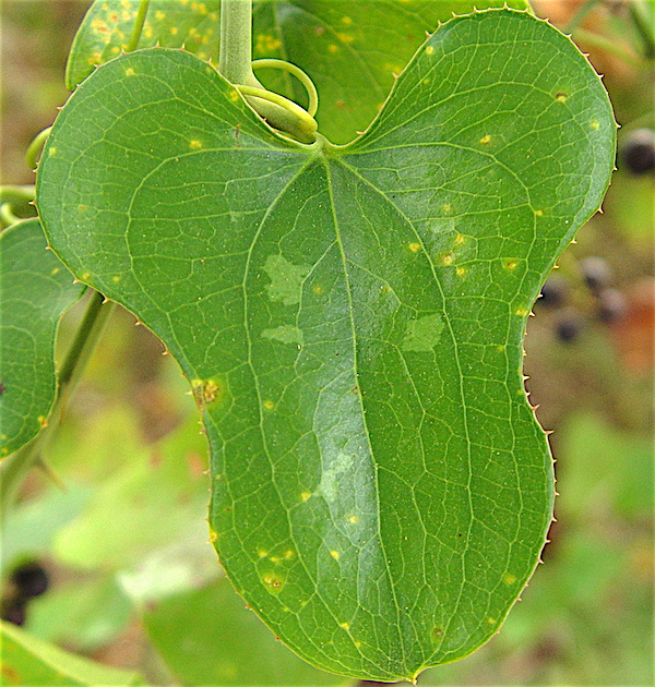 Catbrier - Smilax bona-nox