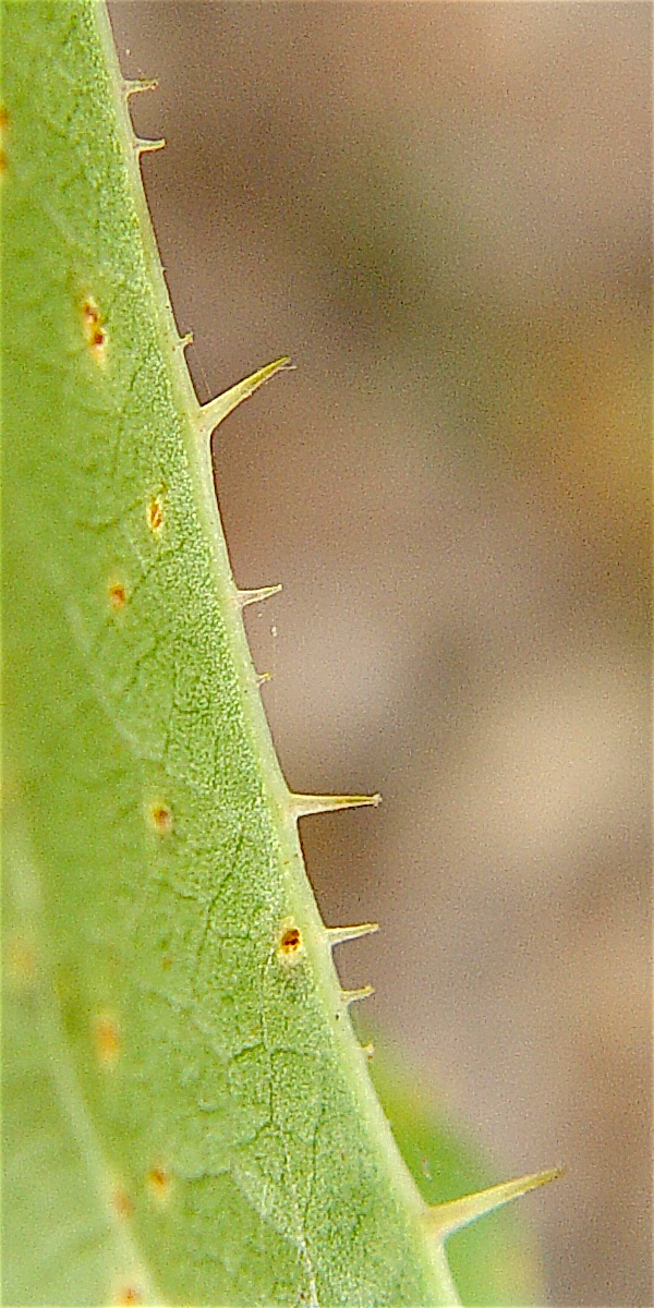 Catbrier - Smilax bona-nox