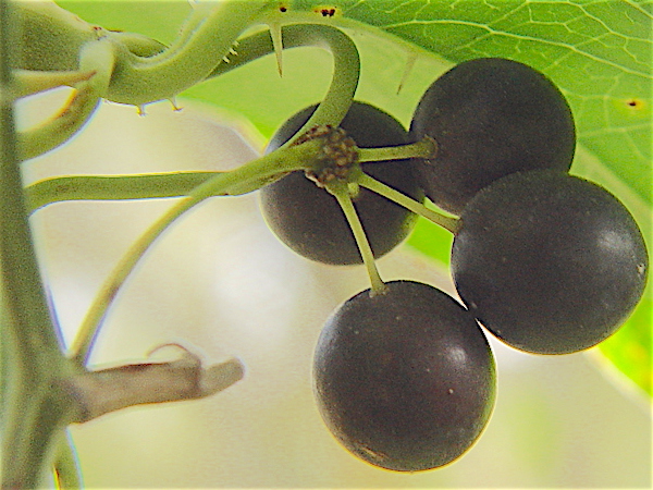 Catbrier - Smilax bona-nox