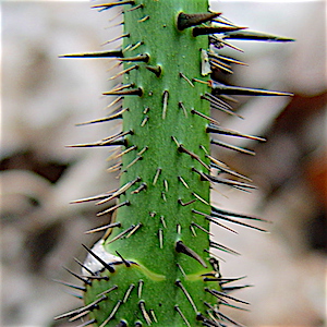 Smilax tamnoides - Bristly Greenbrierr