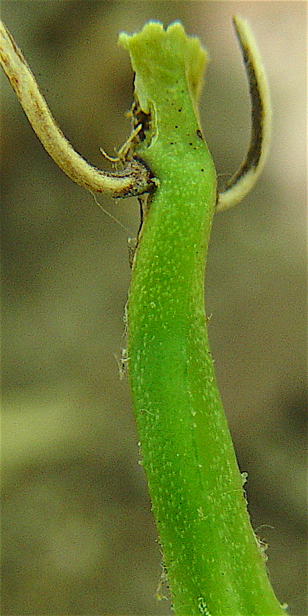 Bristly Greenbrier - Smilax tamnoides petiole and 2 tendrils.