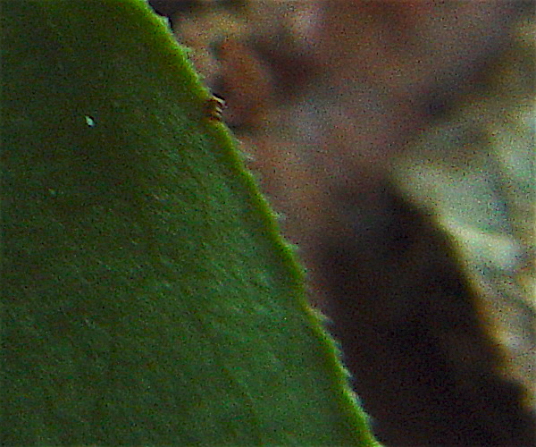 Bristly Greenbrier - Smilax tamnoides leaf margin prickles.