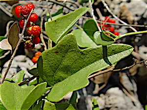 Cocculus carolinus - Carolina Snailseed