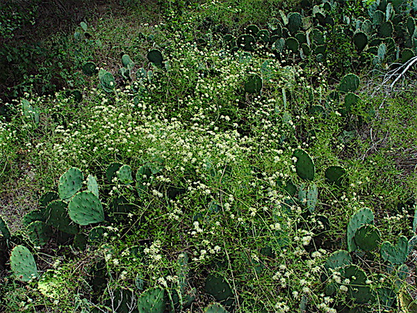 Clematis drummondii - Drummond's Clematis, Old Man's Beard
