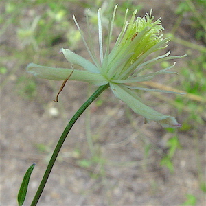 Clematis drummondii - Drummond's Clematis, Old Man's Beard