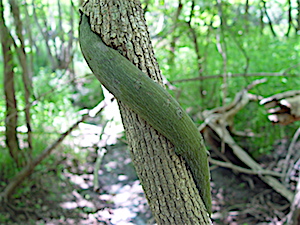 Berchemia scandens - Rattan Vine