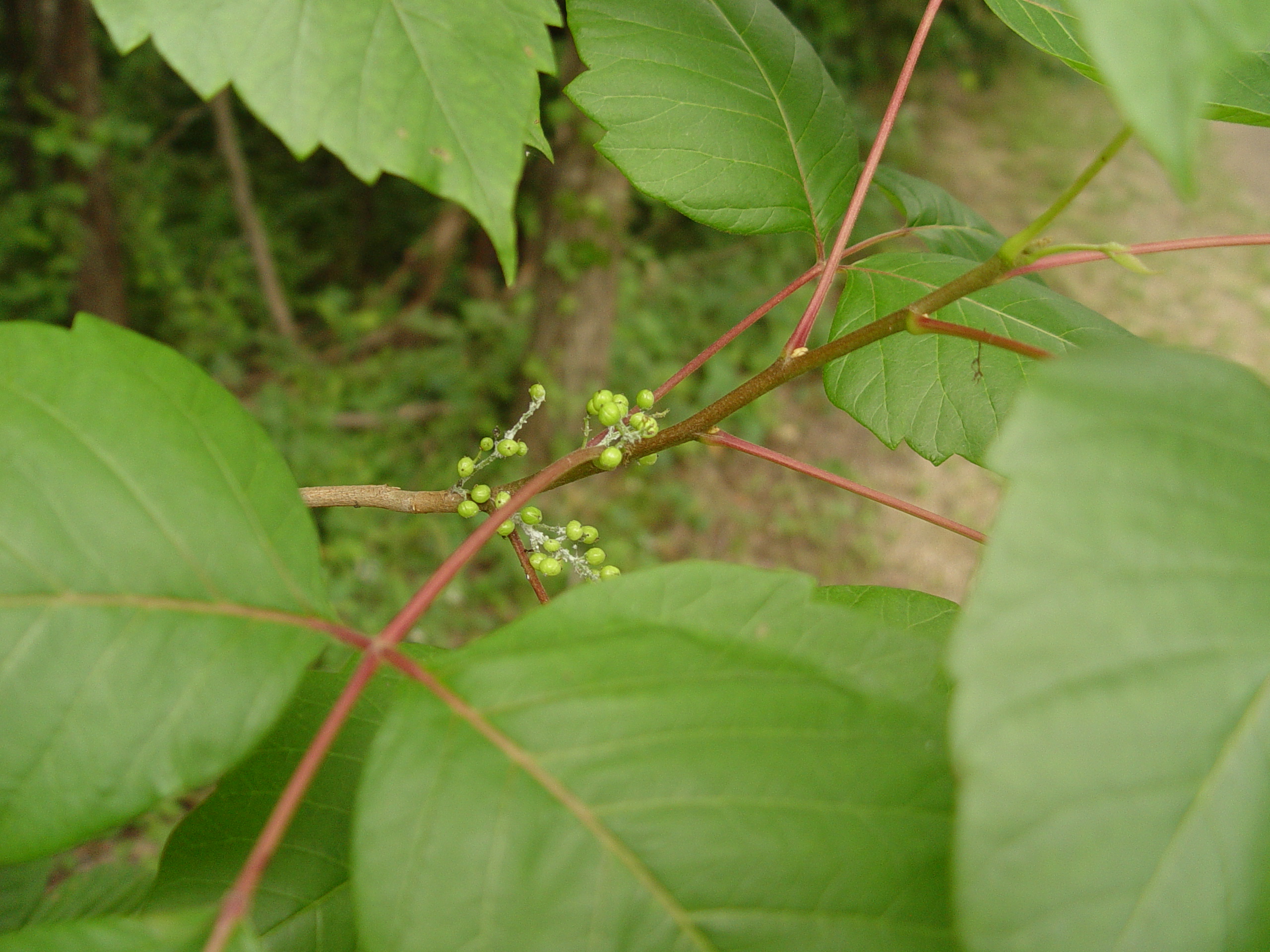 Ипритка курильская. Ипритка растение на курилах. Ипритка курильская. Токсикодендрон укореняющийся. Токсикодендрон укореняющийся.