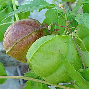 Cardiospermum halicacabum - Balloon Vine