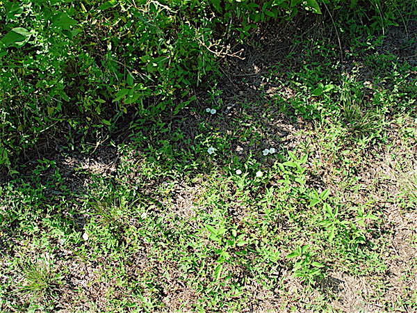 Field Bindweed - Convolvulus arvensis environment