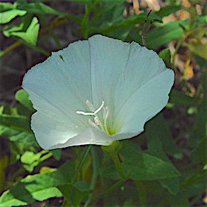 Convolvulus arvensis - Field Bindweed