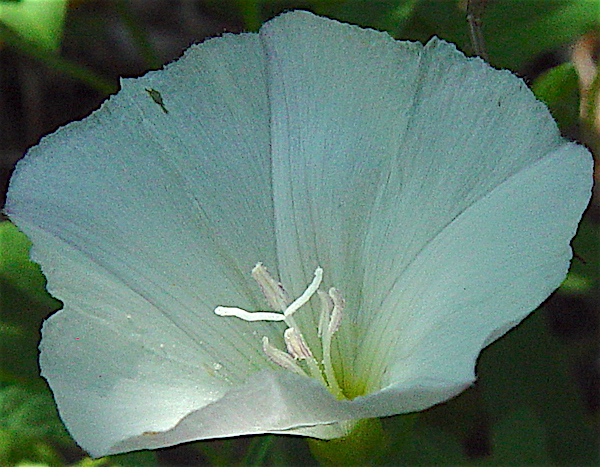 Field Bindweed - Convolvulus arvensis  with bifurcating stigma