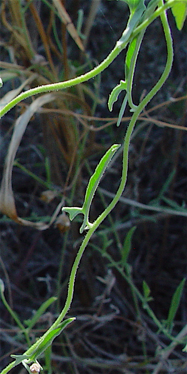 Texas Bindweed - Convolvulus equitans vine with young leaves.