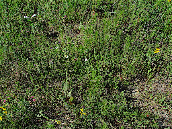 Texas Bindweed - Convolvulus equitans in an open sunny field.