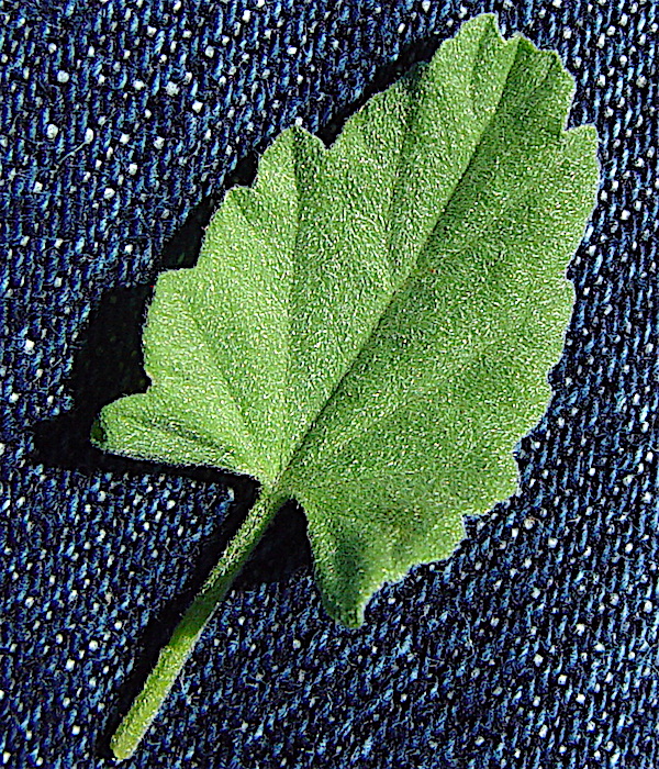 Texas Bindweed - Convolvulus equitans leaf and petiole top view.