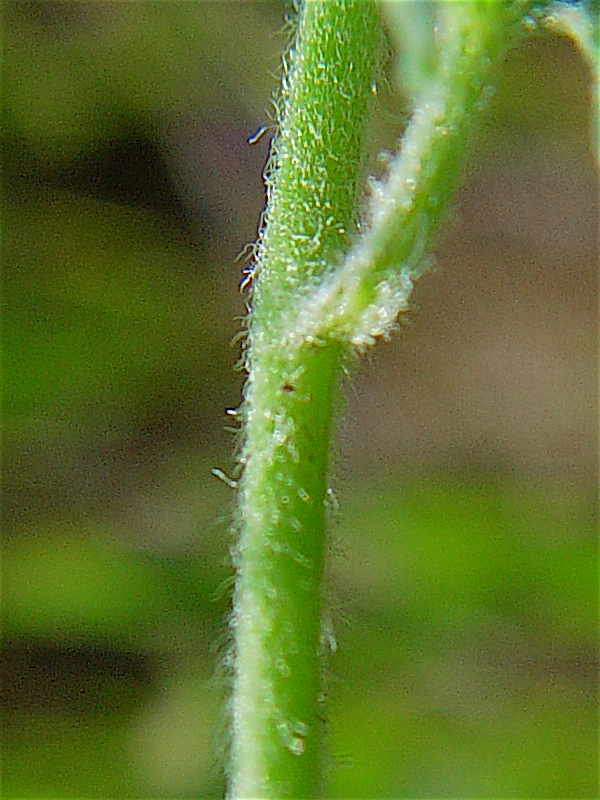 Texas Bindweed - Convolvulus equitans hirsute stem.