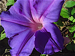 Ipomoea hederacea - Ivy-leaved Morning Glory