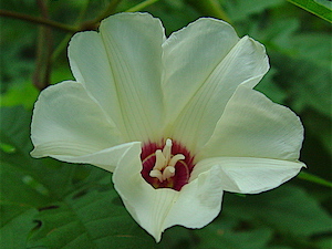 Merremia dissecta - Alamo Vine